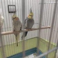 یک جفت بادوتا بچه دوماهه بادوتاقفس ولوازم|پرنده|بجنورد, |دیوار