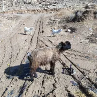 میش کهره کیلی|حیوانات مزرعه|درودزن, |دیوار