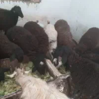 بز ماده|حیوانات مزرعه|هشتگرد, تهران دشت|دیوار