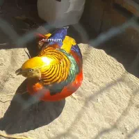 قره قاوول|حیوانات مزرعه|قائم‌شهر, |دیوار