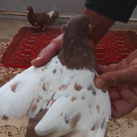 کفتر|پرنده|عطاملک, |دیوار