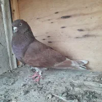 کبوتر گرفتنی تهرانی،شهرستانی|پرنده|تهران, زنجان جنوبی|دیوار