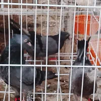 ملاقی|پرنده|خورموج, |دیوار