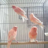 قناری سرخ نر