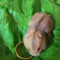 همستر کمپل و سوری .موبلند