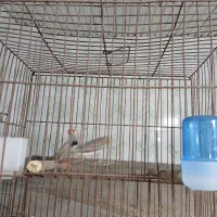 فنچ نر|پرنده|لاهیجان, کوی زمانی|دیوار