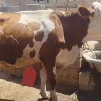 گاو ماده شیری