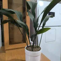 گل برگ عبایی پر برگ