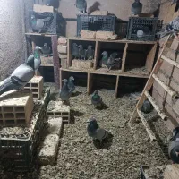 کفتر پلاکی ذات دار