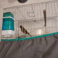 قناری رد فاکتور|پرنده|کرمان, |دیوار