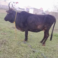 گاو‌ چالوسی فقیر فقیر