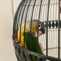 گرین چیک|پرنده|مشهد, ادیب نیشابوری (شهرک غرب)|دیوار