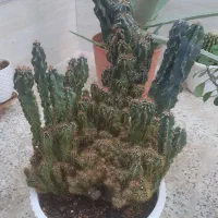 گل طبیعی|گل و گیاه طبیعی|آباده, |دیوار