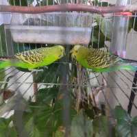 مرغ عشق|پرنده|اسلامآباد غرب, |دیوار