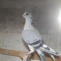 شامی وسارسرخ|پرنده|مشهد, هفده شهریور|دیوار