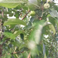 فروش باغ پسته|فروش دفتر صنعتی، کشاورزی، تجاری|تهران, جوادیه|دیوار