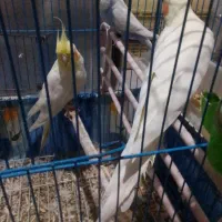 عروس هلندی  نروماده بایک مرغ عشق   همراه با قفس|پرنده|گرگان, |دیوار