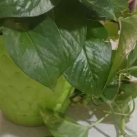 گل پتوس ۴۰۰هزارباگلدان|گل و گیاه طبیعی|پیشوا, |دیوار