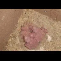 جفت عروس هلندی لوتینو با دوتا جوجه یکماهه|پرنده|شوشتر, |دیوار