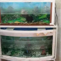 ۲ عدد اکواریم