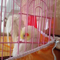 فروش یک جفت عروس هلندی(نر و ماده)یکساله