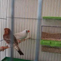 فنج هاف اورنج و فلوراید کینگ