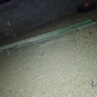 جو خوری