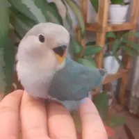 سه عدد کوتوله نرمه خور|پرنده|اردکان, |دیوار