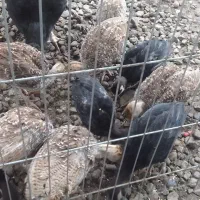 ۹عد جوجه بوقلمون ۷۰روزه سعی سالم  واکسن زده