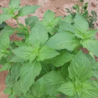 آغول طویله