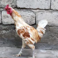 خروس محلی
