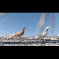 ساده هفترنگ آس|پرنده|رشتخوار, |دیوار