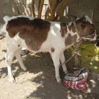 گوساله کهره