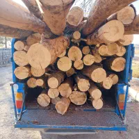 چوب کاج خشک|عمدهفروشی|تربتحیدریه, پائین ولایت|دیوار