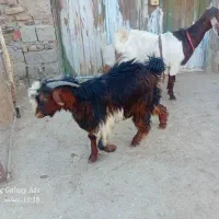 کهر نر|حیوانات مزرعه|زهک, |دیوار