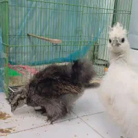 سه عدد جوجه ابریشمی ۲ ماهه