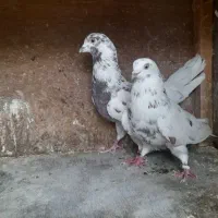 کفتر های خفن پروازی