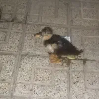 اردک