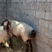 بره نژاد افشار اصل