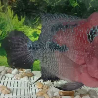 فلاور|ماهی|قم, تولید دارو و یخچال|دیوار