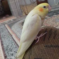 عروس هندی پرپر