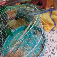 توتی برزیلی