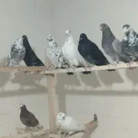 کفتر ی جای|پرنده|شهریار, شهرک امیریه|دیوار