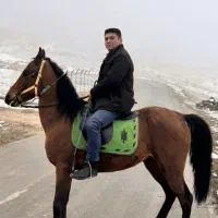 اسب|اسب و تجهیزات اسبسواری|ماکو, |دیوار