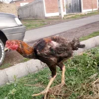 خروس لاری افغانستانی