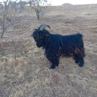 چپش بیگ بزغاله