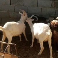 فروش دوراس گیسه سانن اصل ابستن