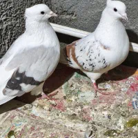 نر پلنگ با ماده کاغذی