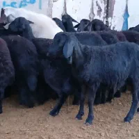 بره قره قزل اصل|حیوانات مزرعه|میاندوآب, |دیوار