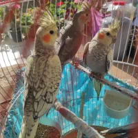 سه  عدد جوجه  عروس هلندی|پرنده|صومعه‌سرا, |دیوار